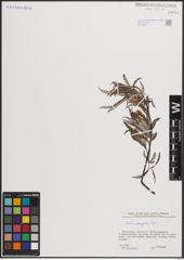 Foto von Salix eleagnos Scop.